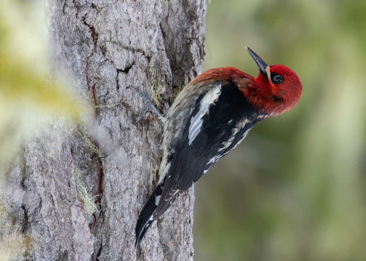 Red-breasted Sapsucker - ML219244281