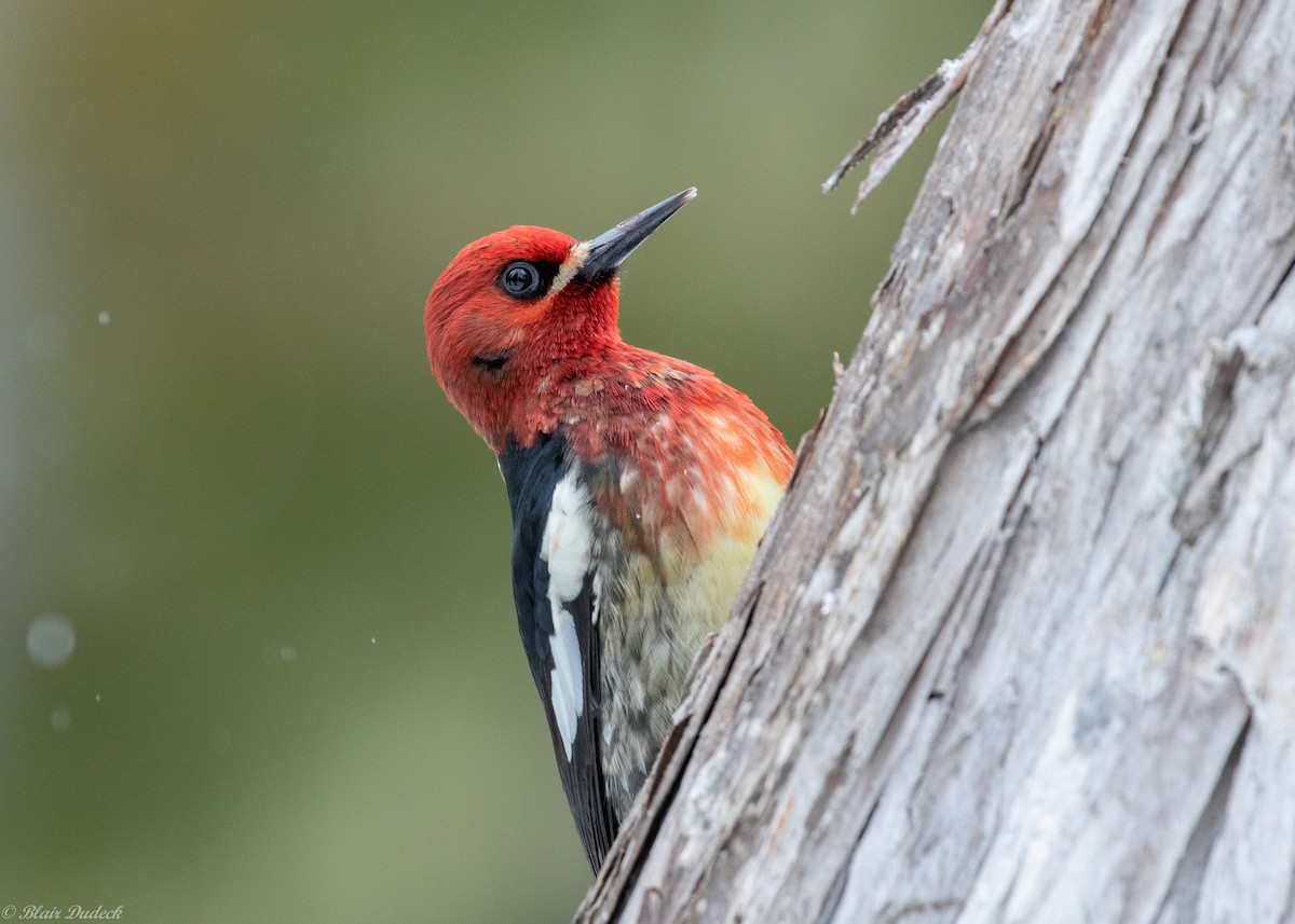 Red-breasted Sapsucker - ML219244391