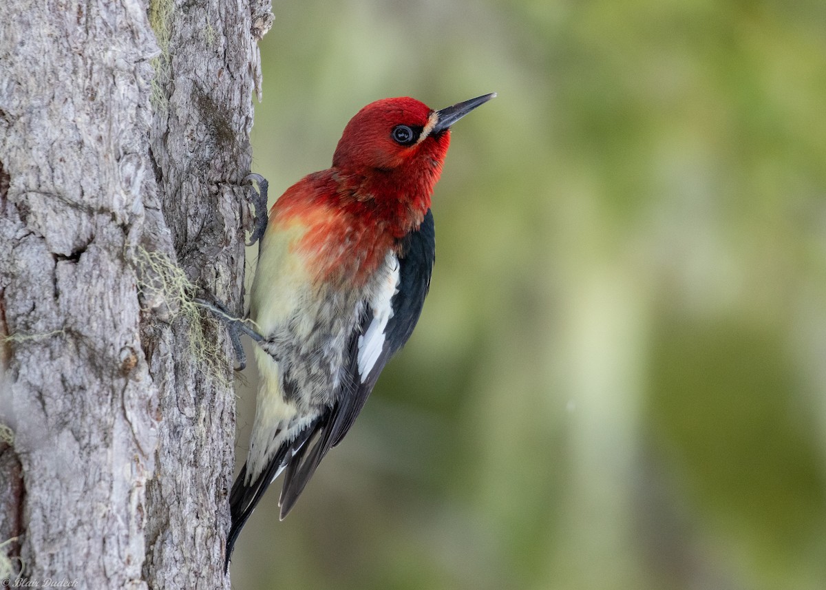 Red-breasted Sapsucker - ML219244431