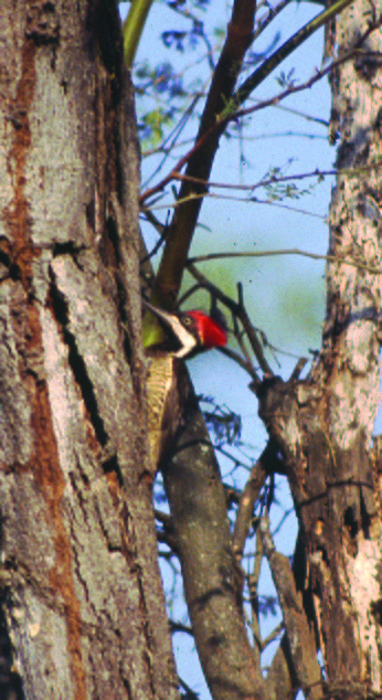 Guayaquil Woodpecker - Javier Barrio