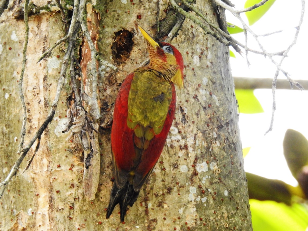 Crimson-winged Woodpecker - Tuck Hong Tang