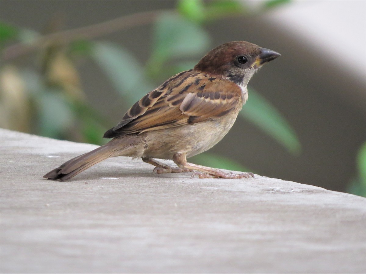 Eurasian Tree Sparrow - Glenda Fitzpatrick