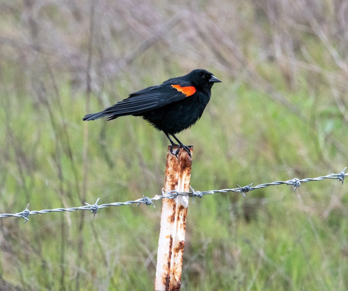 Red-winged Blackbird - ML219246481