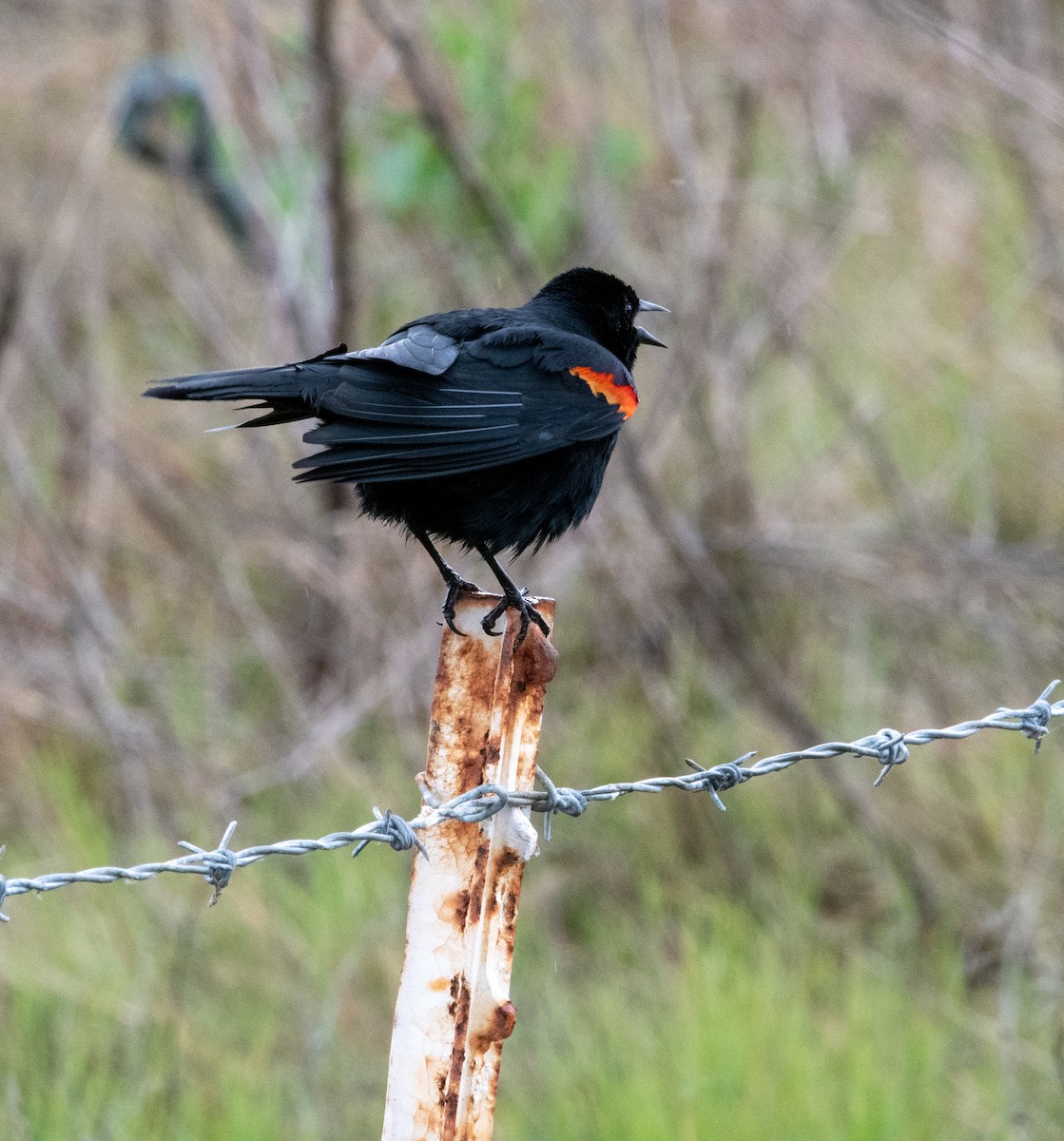 Red-winged Blackbird - ML219246491