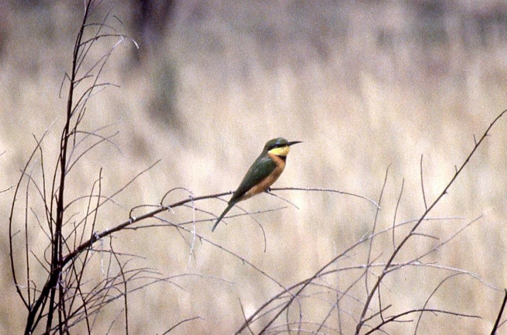 Cinnamon-chested Bee-eater - Bruce Deuel