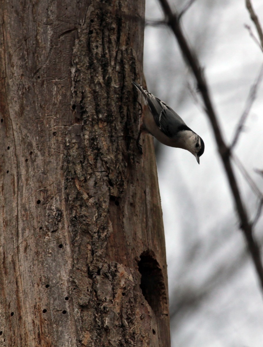 White-breasted Nuthatch - Brian Sullivan