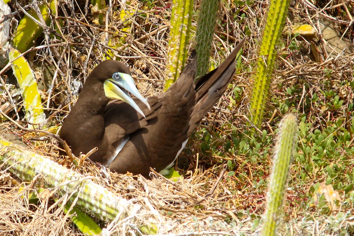 Brown Booby - ML219251451