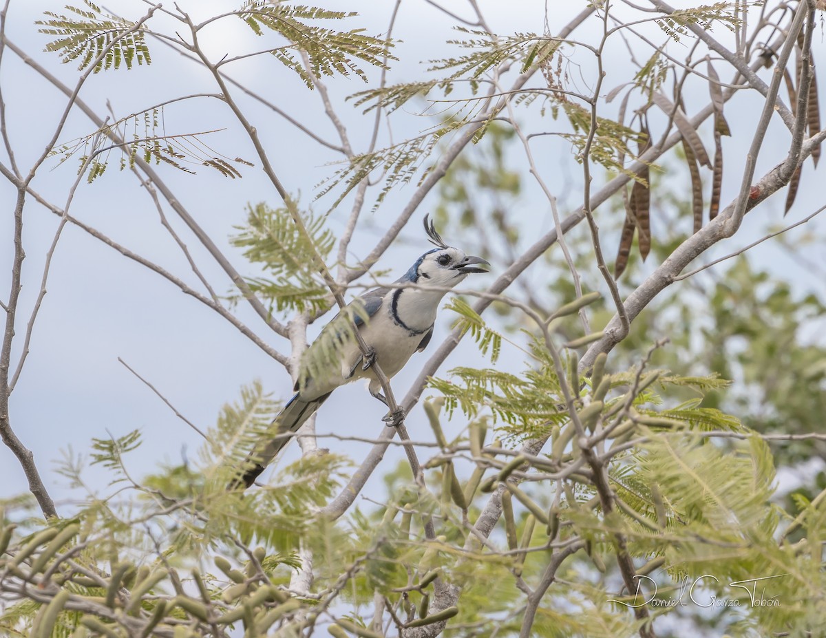 White-throated Magpie-Jay - ML219253131