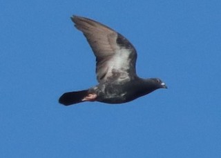 Rock Pigeon (Feral Pigeon), ML219253581