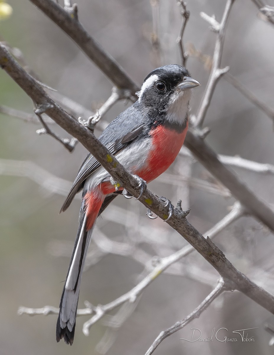 Red-breasted Chat - ML219254871