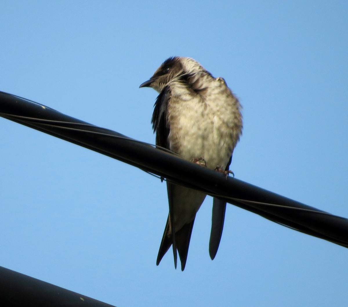 eBird Checklist - 29 Mar 2020 - Hwy 41 at San Gabriel Rd. - 15 species