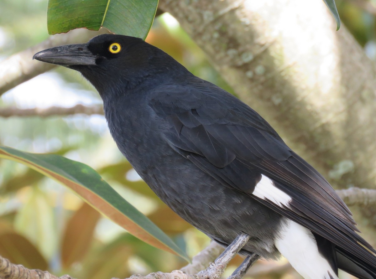 Pied Currawong - ML219259591