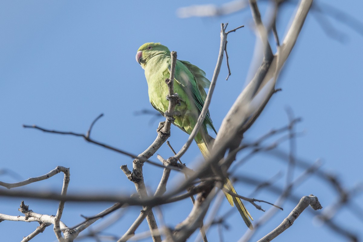 Rose-ringed Parakeet - Wich’yanan Limparungpatthanakij