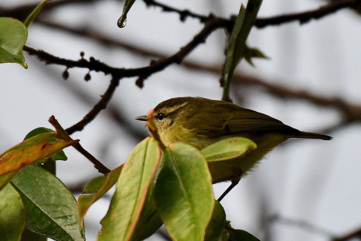 Island Leaf Warbler - Jacques Erard