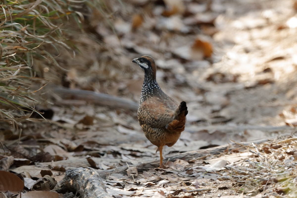 Chinese Francolin - ML219263041