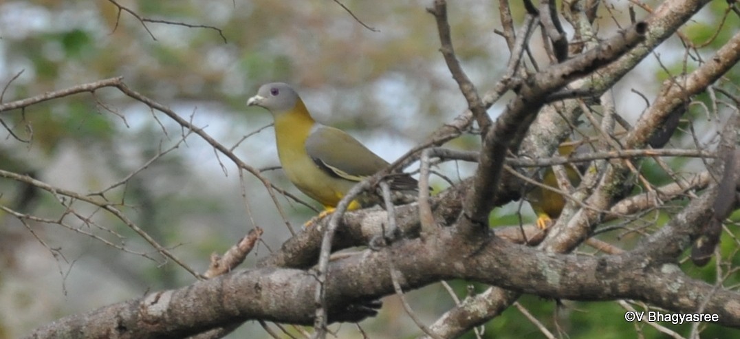 Yellow-footed Green-Pigeon - ML219264571