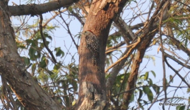 Yellow-crowned Woodpecker - Bhagyasree Venugopal