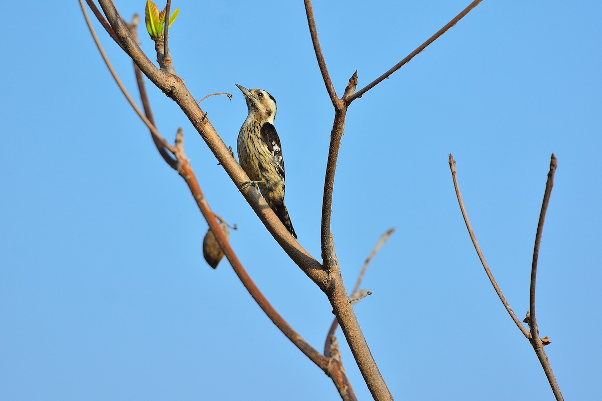 Gray-capped Pygmy Woodpecker - Weber Tsai