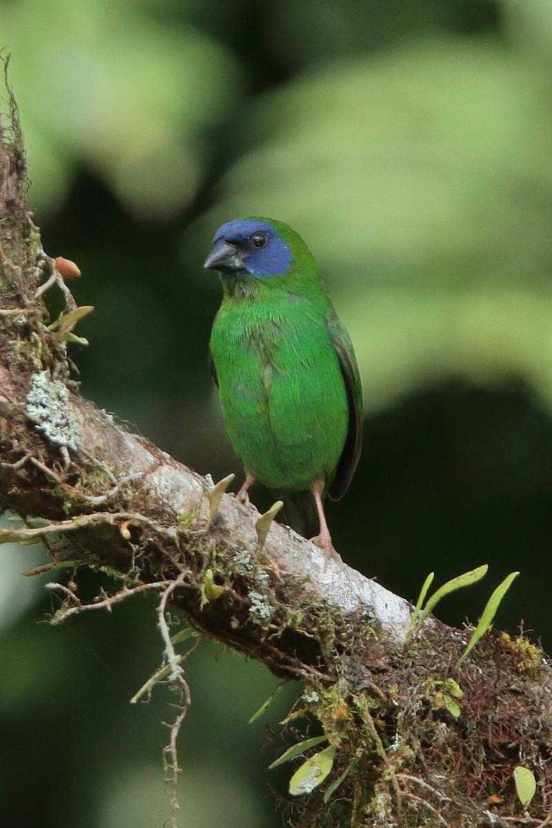 Blue-faced Parrotfinch - ML219269421