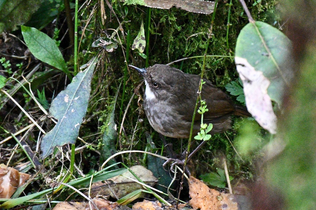 Mountain Mouse-Warbler - ML219270911