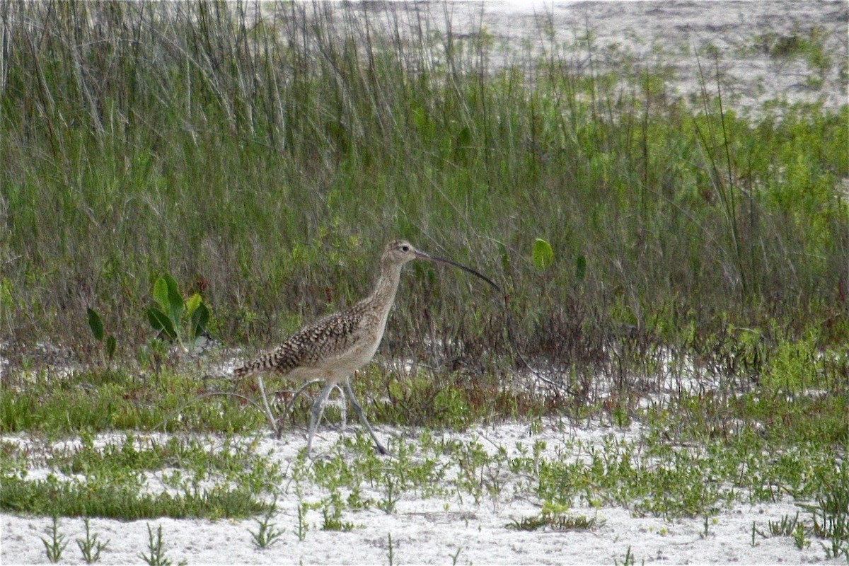 Long-billed Curlew - Jeff O'Connell