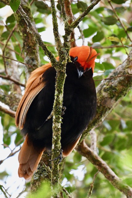  - Crested Satinbird - 