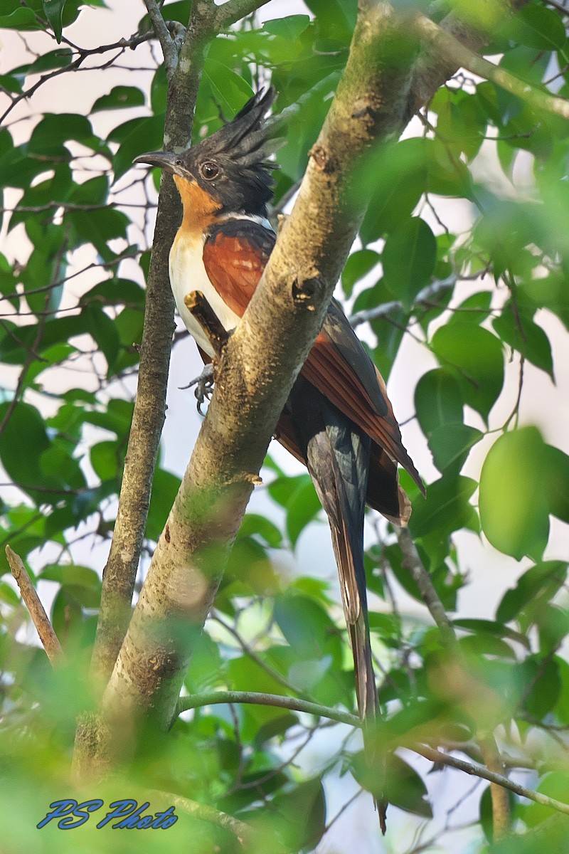 Chestnut-winged Cuckoo - Pary  Sivaraman