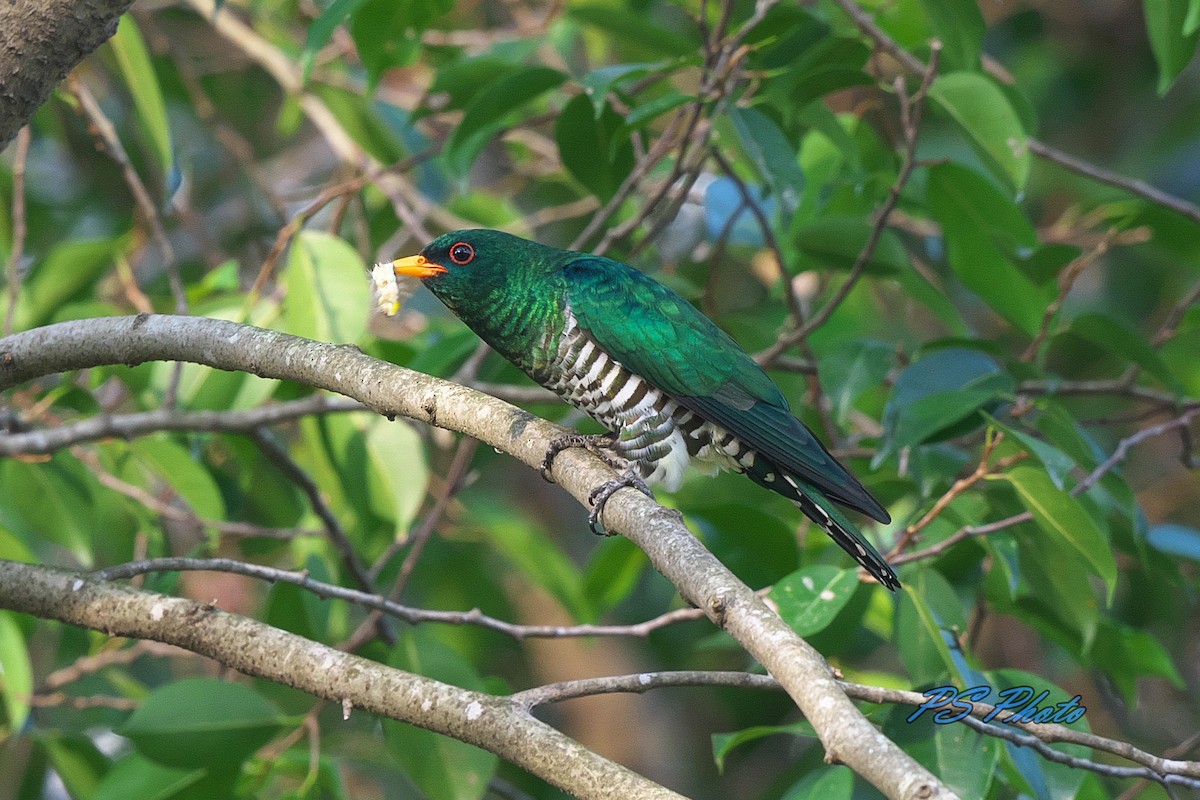 Asian Emerald Cuckoo - ML219272241