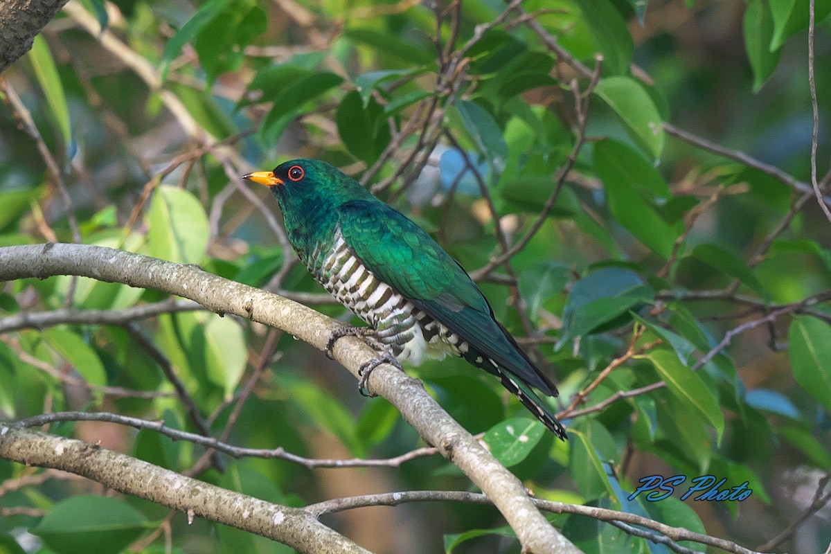 Asian Emerald Cuckoo - ML219272261
