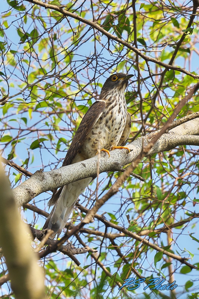 Large Hawk-Cuckoo - Pary  Sivaraman