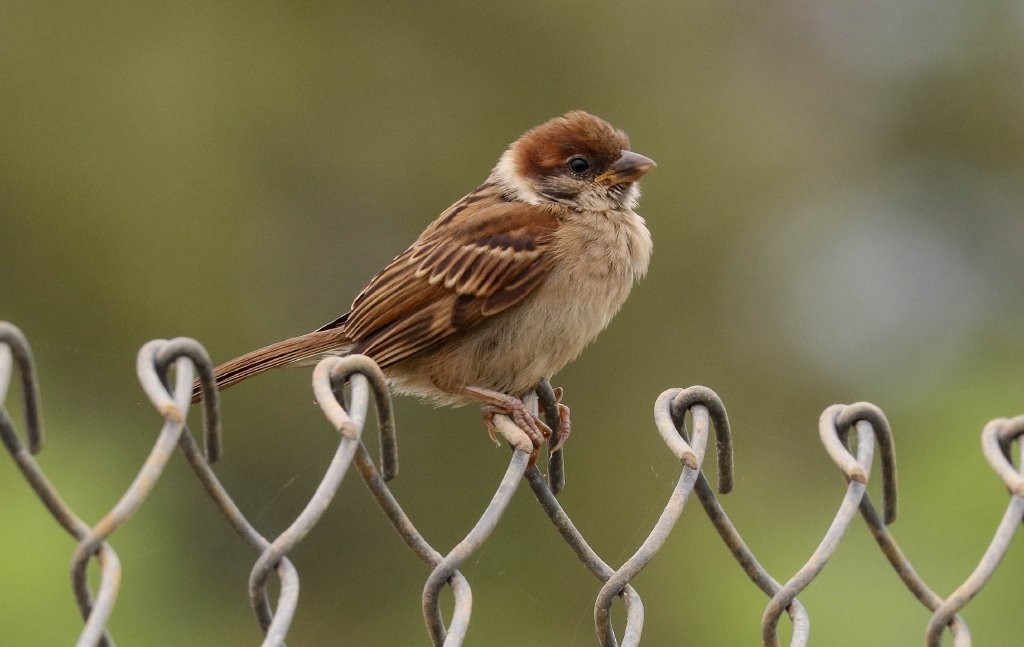 Eurasian Tree Sparrow - Hickson Fergusson