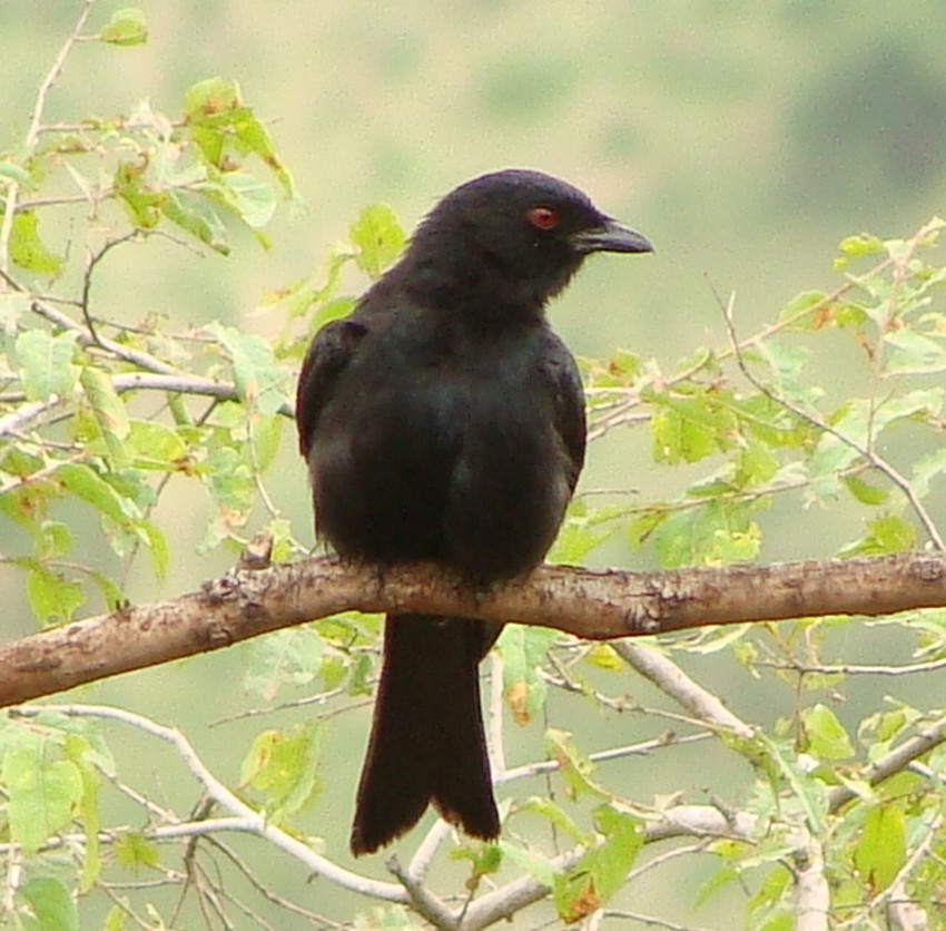 Fork-tailed Drongo (Glossy-backed) - ML219273391