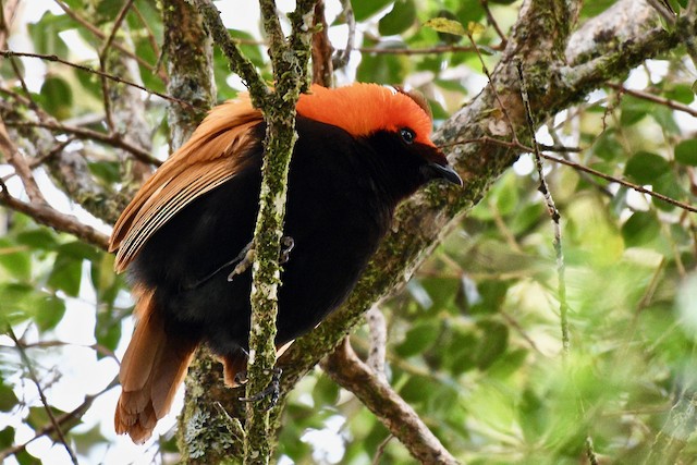  - Crested Satinbird - 