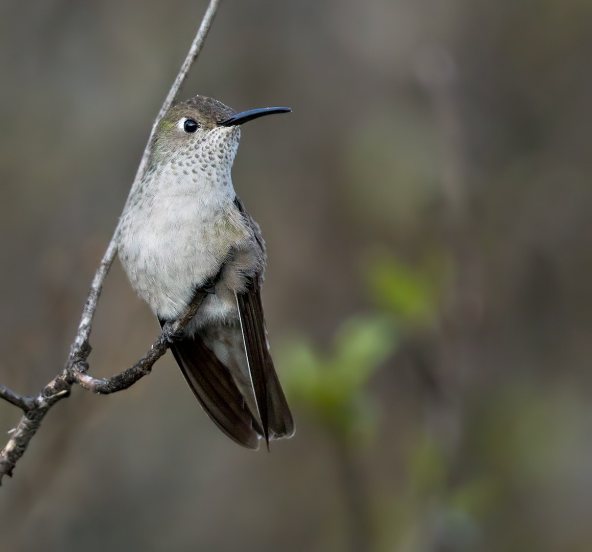 Spot-throated Hummingbird - ML219273731