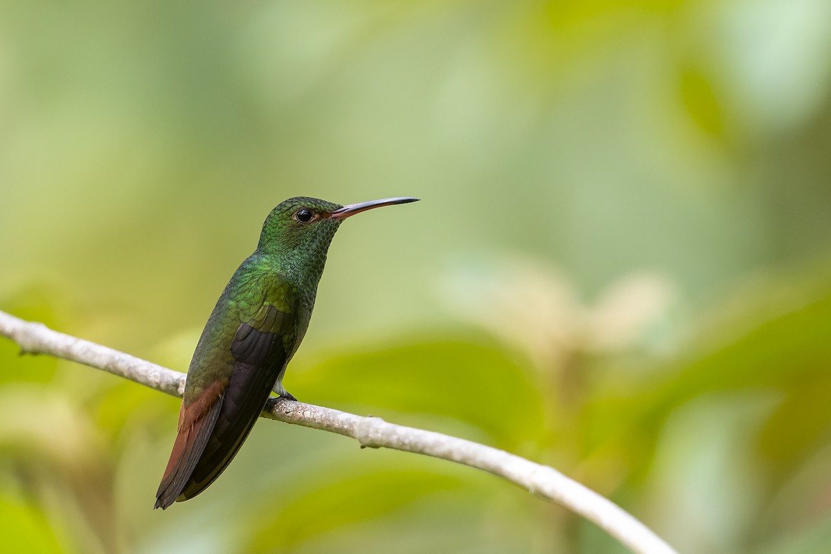 Rufous-tailed Hummingbird - Niall D Perrins