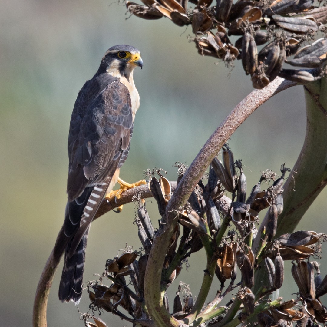 Aplomado Falcon - Lars Petersson | My World of Bird Photography