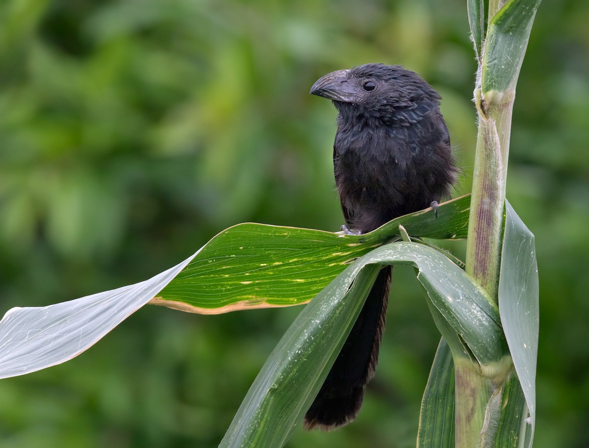Groove-billed Ani - Lars Petersson | My World of Bird Photography