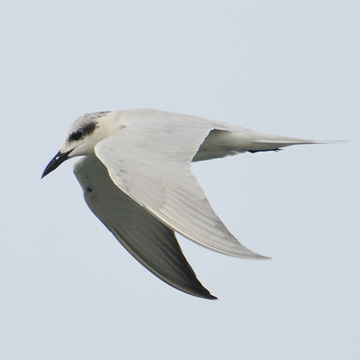 Gull-billed Tern - Douglas Ball