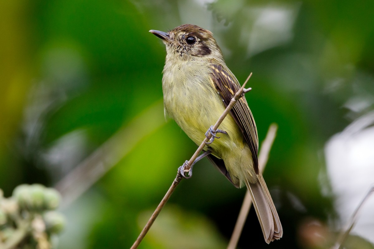 Sepia-capped Flycatcher - ML219278771