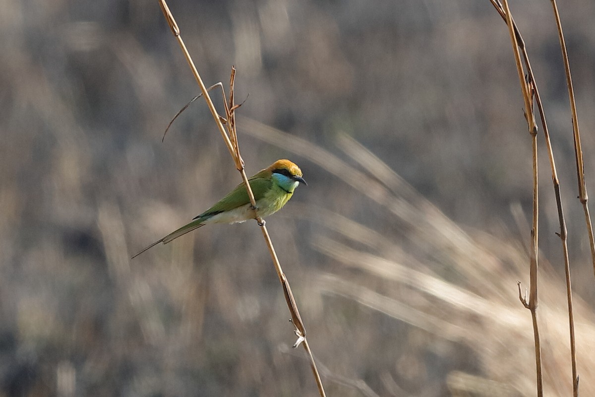 Asian Green Bee-eater - Holger Teichmann