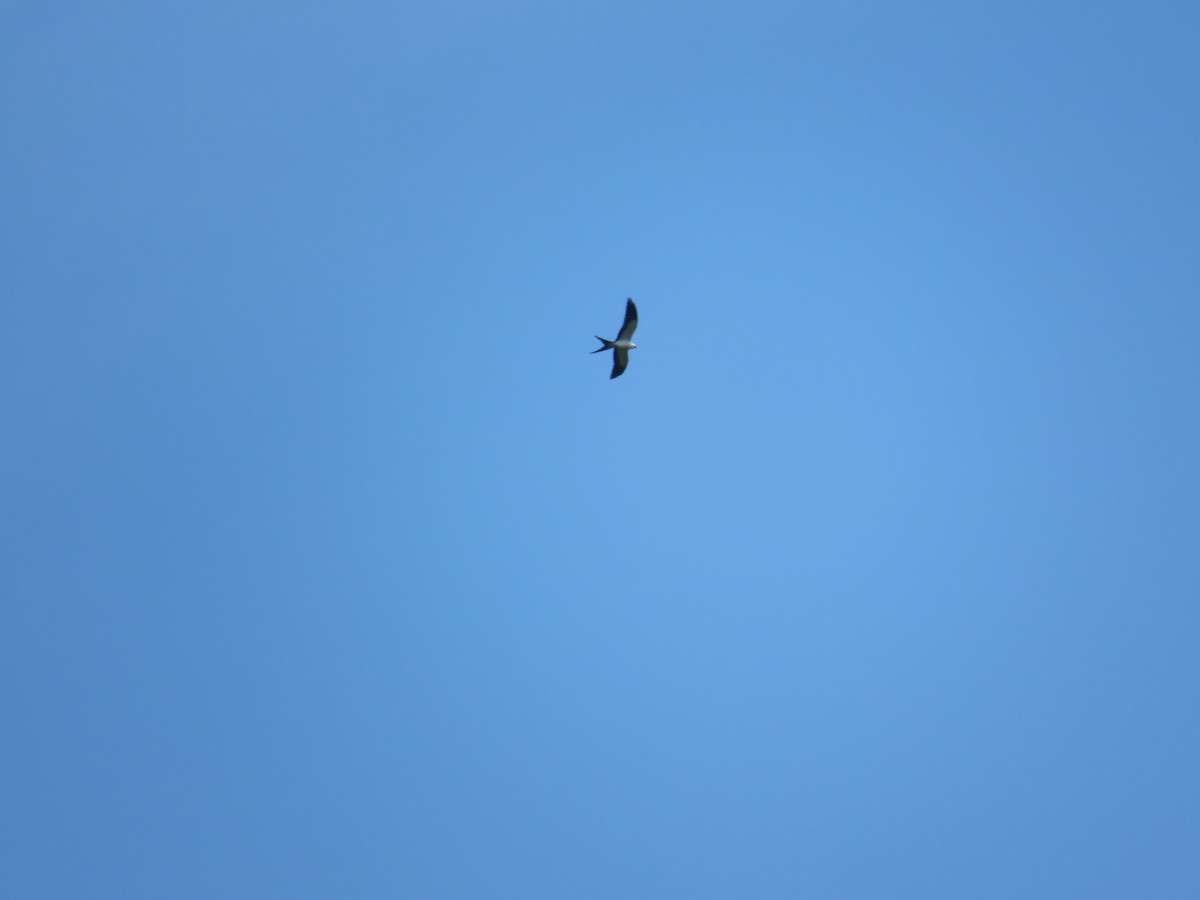 Swallow-tailed Kite - ML219280561