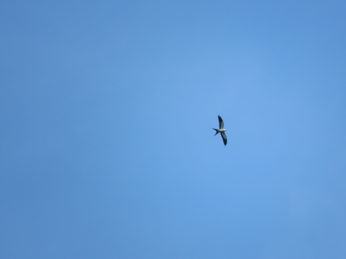 Swallow-tailed Kite - Fernando Angulo - CORBIDI
