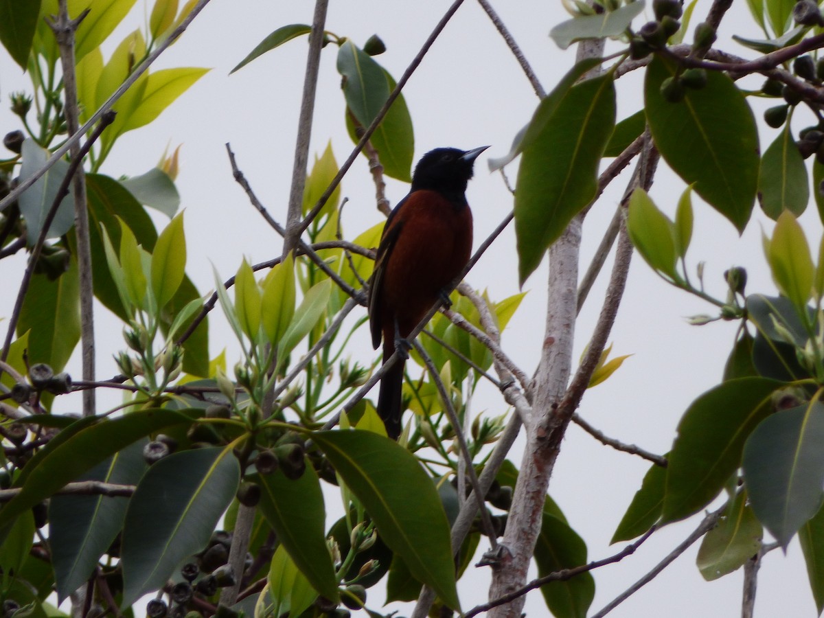 Orchard Oriole - ML219281481