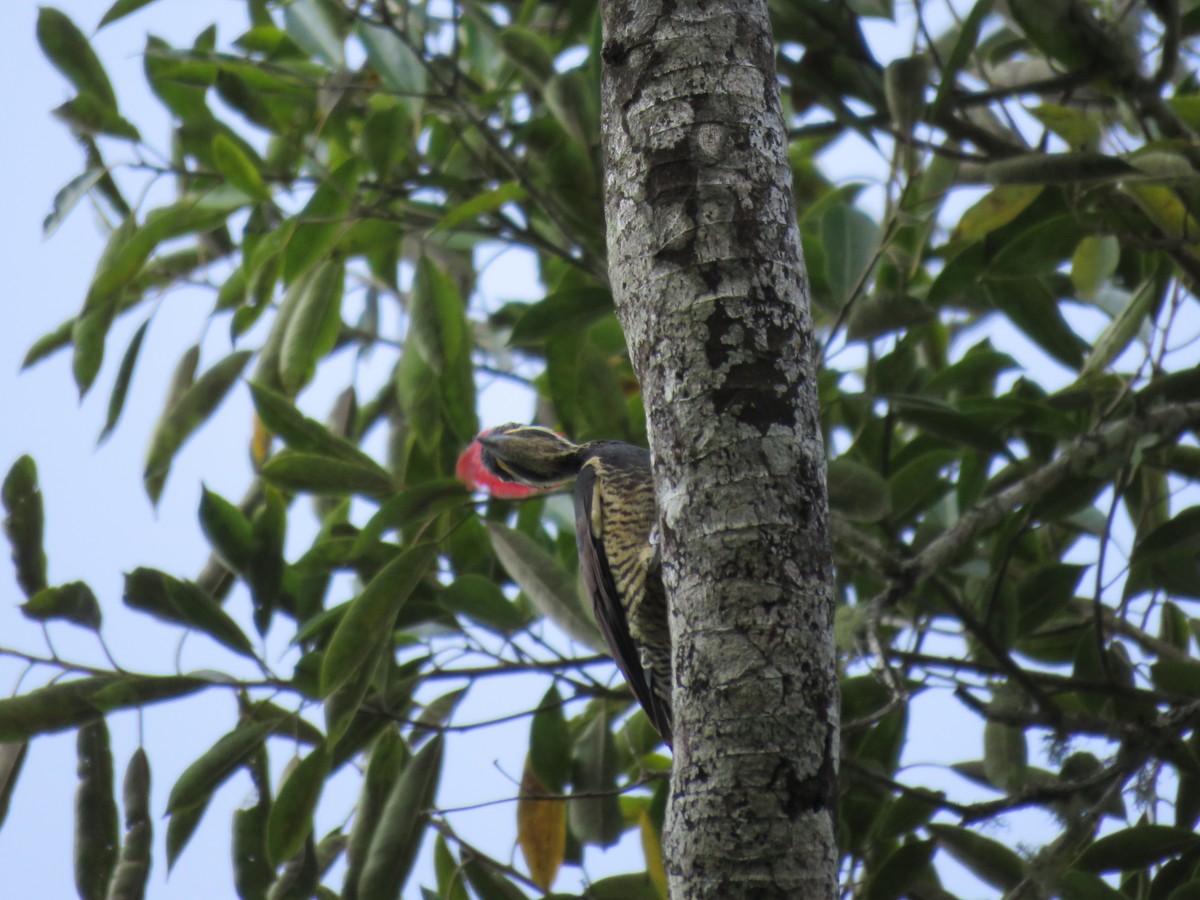 Lineated Woodpecker - ML219282391