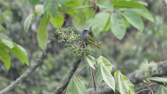 Blue-capped Tanager - ML219282431