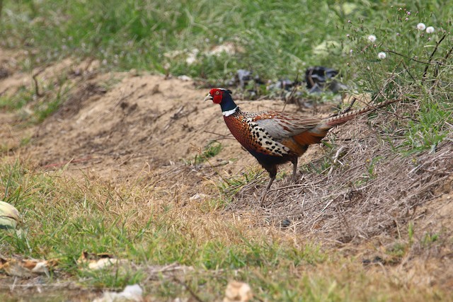 Ring-necked Pheasant - eBird