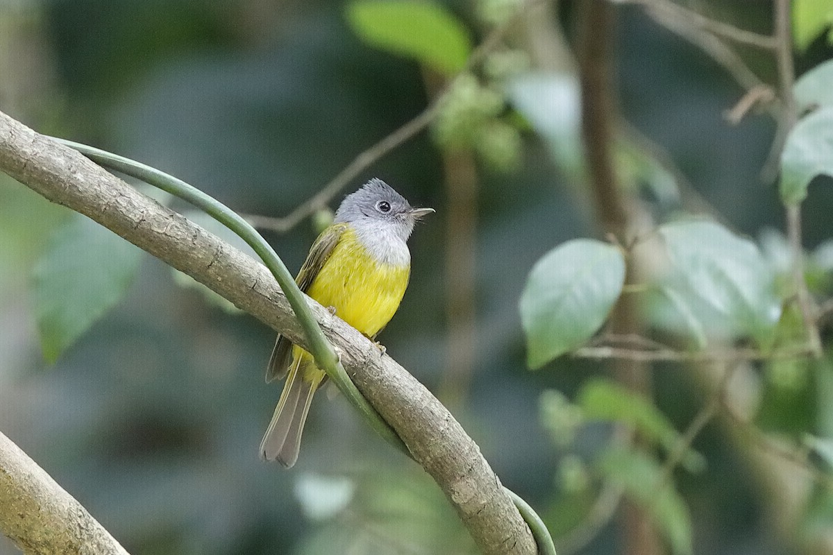Gray-headed Canary-Flycatcher - ML219286091