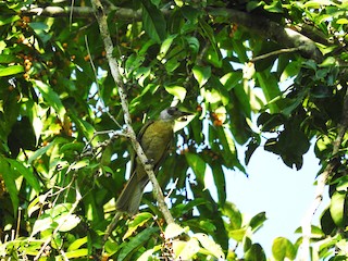 Seram Oriole - Oriolus forsteni - Birds of the World