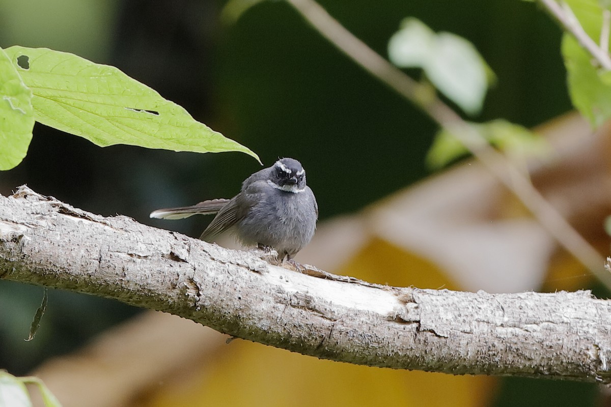 White-throated Fantail - ML219286141
