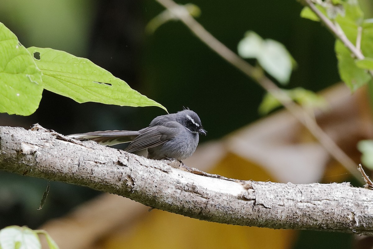 White-throated Fantail - ML219286151